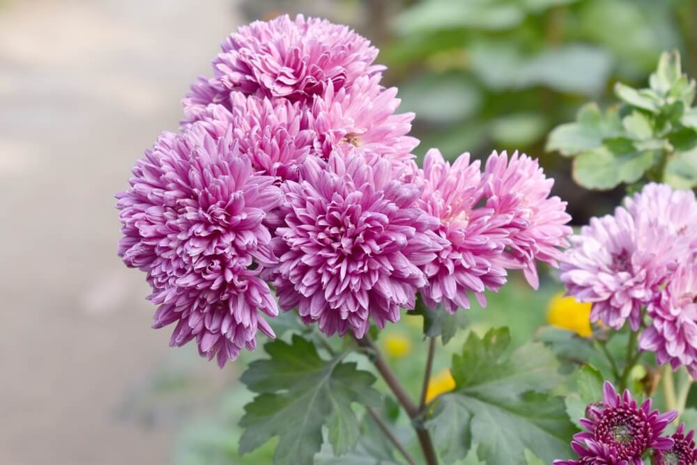 Cluster of pink-purple chrysanthemum flowers in bloom with green leaves and blurred background.