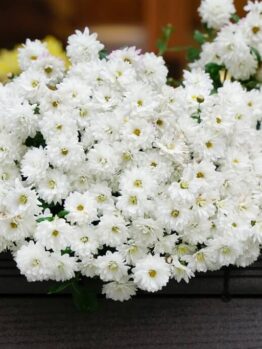 A large arrangement of white chrysanthemum flowers displayed on a dark surface, with a blurred background.