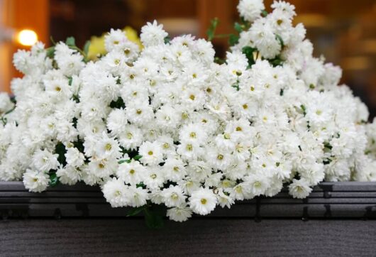 A large arrangement of white chrysanthemum flowers displayed on a dark surface, with a blurred background.