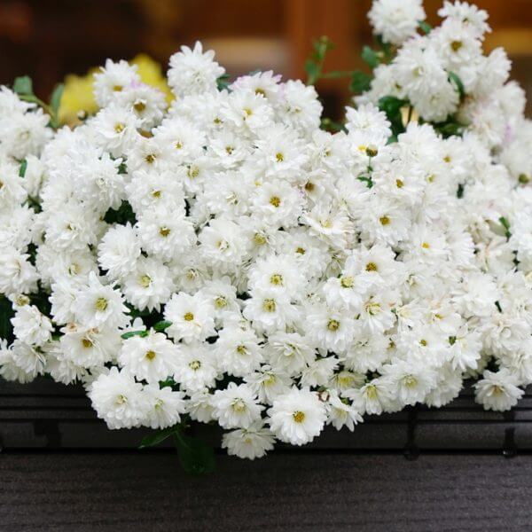 A large arrangement of white chrysanthemum flowers displayed on a dark surface, with a blurred background.