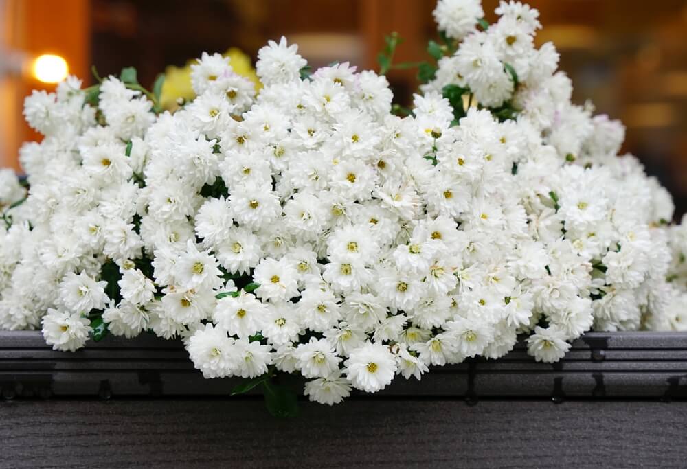 A large arrangement of white chrysanthemum flowers displayed on a dark surface, with a blurred background.