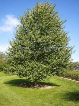 A single Fast-Growing Evergreen Alder tree with green leaves stands on a grassy lawn under a clear blue sky, making it an ideal feature plant for any landscape.