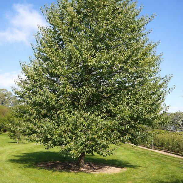 A single Fast-Growing Evergreen Alder tree with green leaves stands on a grassy lawn under a clear blue sky, making it an ideal feature plant for any landscape.