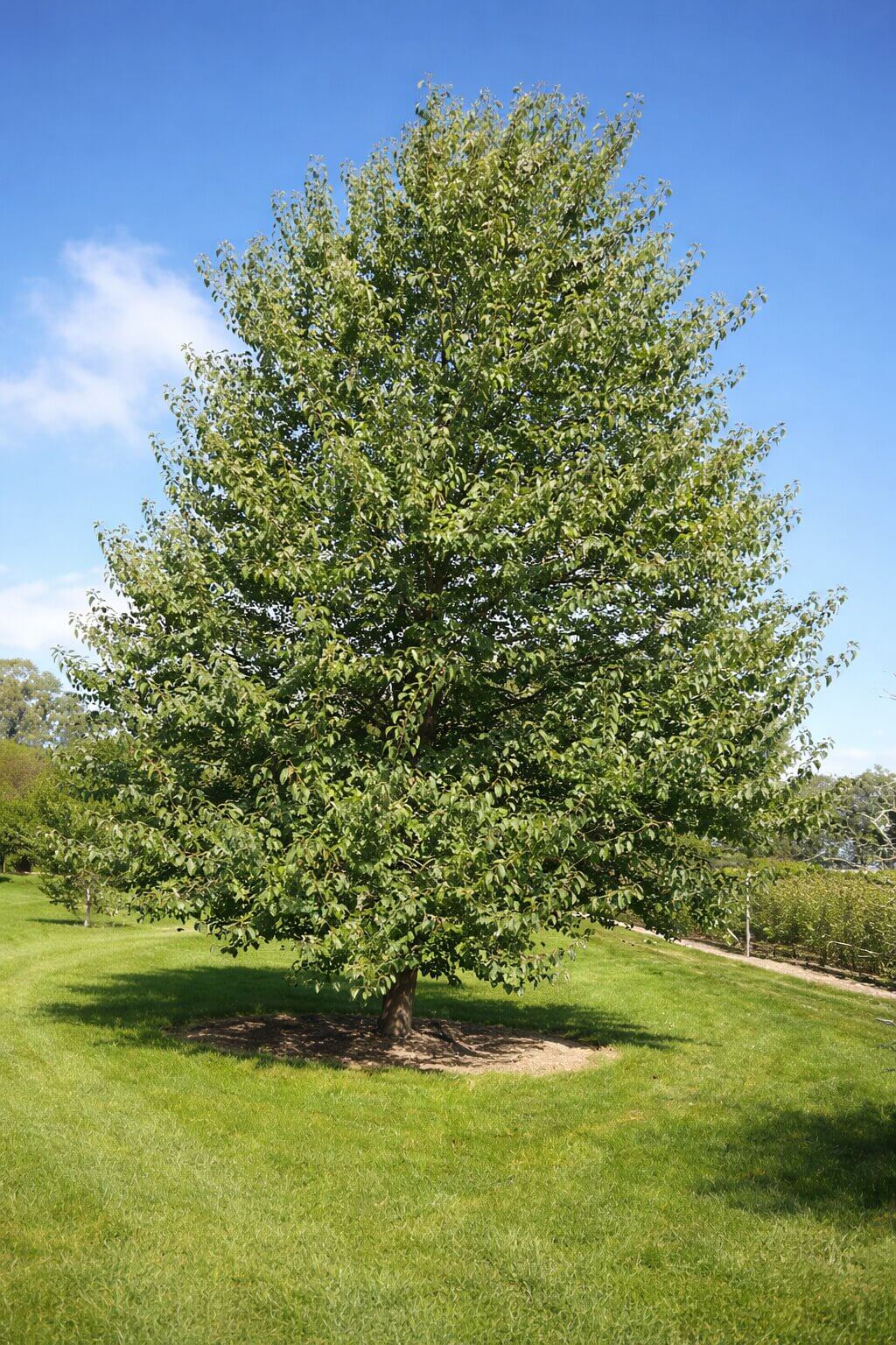 A single Fast-Growing Evergreen Alder tree with green leaves stands on a grassy lawn under a clear blue sky, making it an ideal feature plant for any landscape.