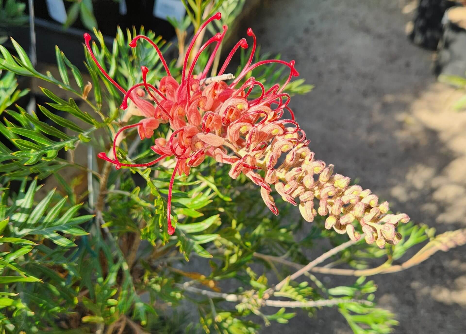 A close-up of a Grevillea flower with curved red and pink petals, green needle-like leaves, and an Asparagus 'Foxtail Fern' 7" Pot in the background, all bathed in sunlight.