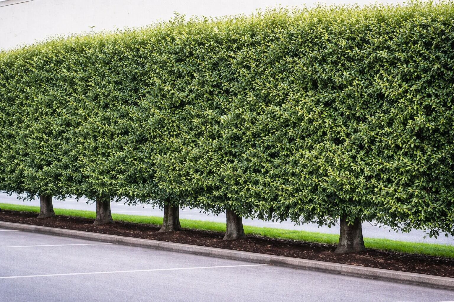 Evergreen Alder Hedge