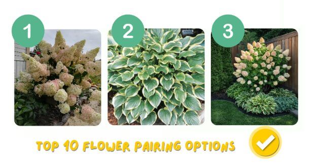 Three labelled images illustrate flower pairing options: 1) Hydrangeas, 2) Variegated hosta leaves, and 3) Hydrangeas and hostas beautifully paired together by a fence.