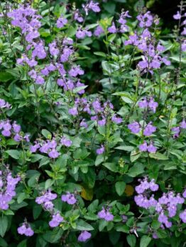 Salvia 'Dappled Delight' 15cm Pot features a dense cluster of green leafy plants with many small, light purple flowers in bloom.