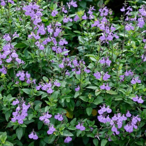 Salvia 'Dappled Delight' 15cm Pot features a dense cluster of green leafy plants with many small, light purple flowers in bloom.