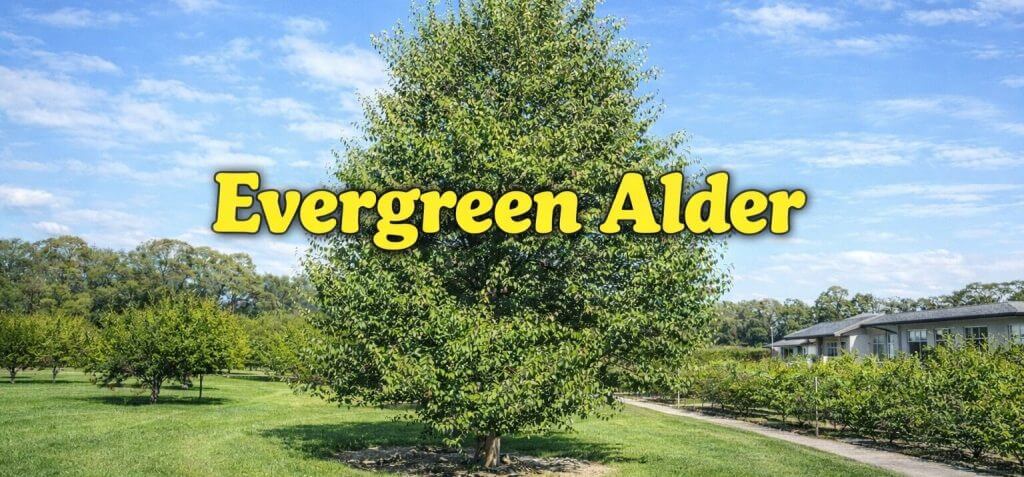 A large Evergreen Alder tree, known for being fast-growing, stands in a grassy field with a blue sky and a house in the background. Text reads “Evergreen Alder.” Feature Plants.