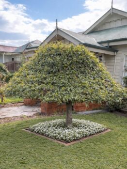 An Alnus 'Weeping Evergreen Alder' in a 12" pot sits in a square flower bed with white flowers and grass, placed in front of a house with a green roof.