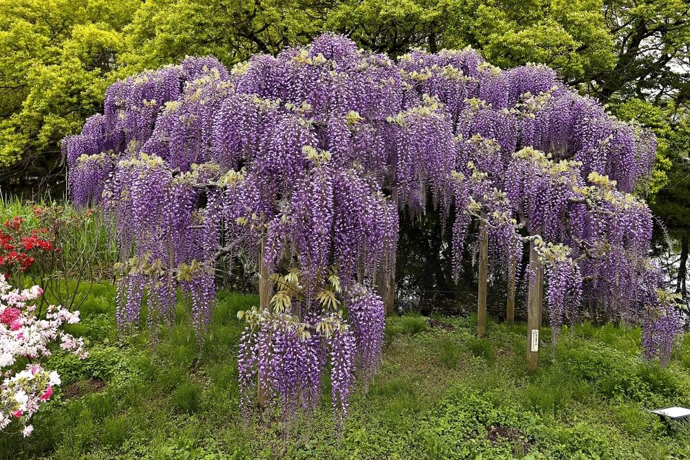 The Wisteria 'Okayama' Silky Wisteria in an 8" pot features cascading purple blooms amid green foliage, with touches of red and white blossoms at the edges—an elegant addition to any garden.