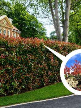 A neatly trimmed hedge with red-tipped leaves lines a residential street; inset shows a close-up of the leaves and small white flowers.