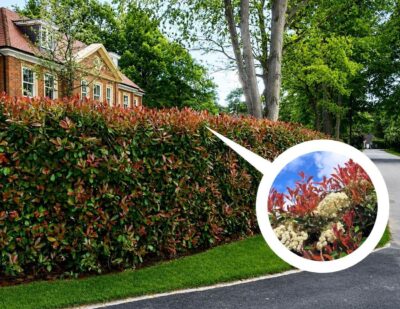 A neatly trimmed hedge with red-tipped leaves lines a residential street; inset shows a close-up of the leaves and small white flowers.