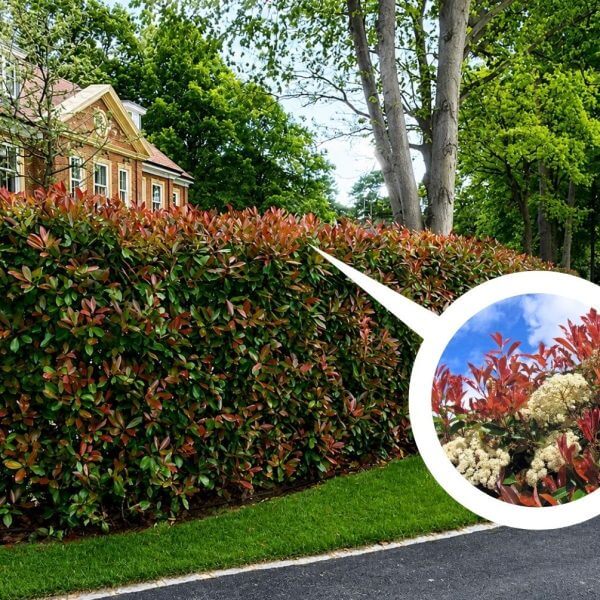 A neatly trimmed hedge with red-tipped leaves lines a residential street; inset shows a close-up of the leaves and small white flowers.