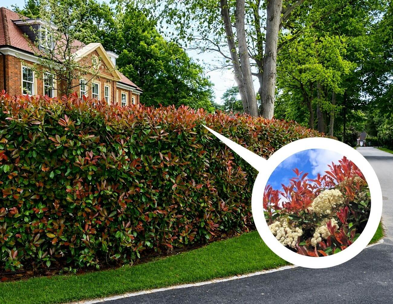 A neatly trimmed hedge with red-tipped leaves lines a residential street; inset shows a close-up of the leaves and small white flowers.