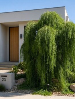 A modern house with a flat roof, wooden front door, and a large weeping tree obscuring part of the entrance. A house number 23 plaque is visible in front.
