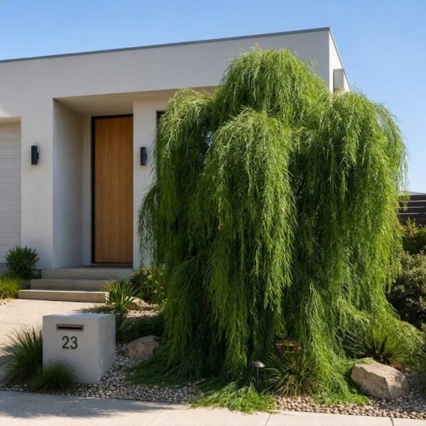 A modern house with a flat roof, wooden front door, and a large weeping tree obscuring part of the entrance. A house number 23 plaque is visible in front.