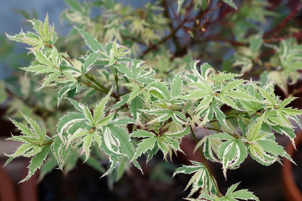 A close-up of green leaves with creamy white edges on an Acer 'Bihou' Japanese Maple 10" Pot (Copy), with blurred branches and pots in the background.