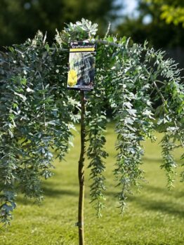 A small grafted weeping tree with silvery-green leaves stands in a grassy garden, with a plant label attached to its trunk.
