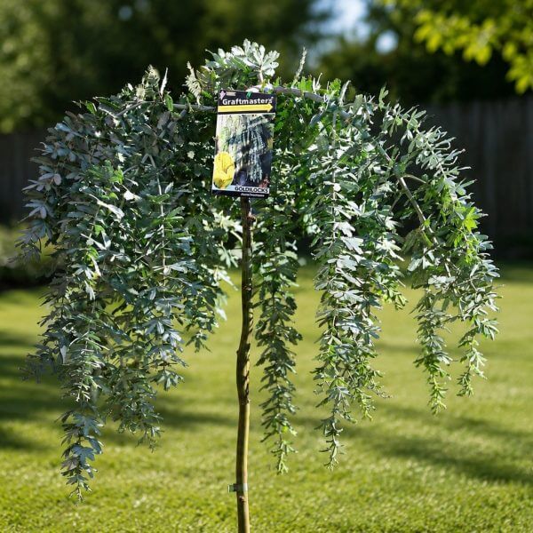 A small grafted weeping tree with silvery-green leaves stands in a grassy garden, with a plant label attached to its trunk.