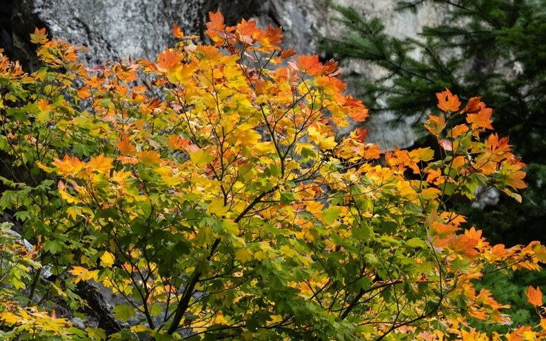 Acer 'Pacific Fire' Vine Maple in a 12" pot features vibrant green, yellow, and orange leaves, bringing early autumn colour to any landscape.