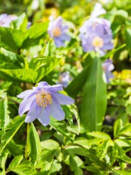 Light purple flowers with yellow centres bloom among green leaves in a garden setting under bright sunlight.