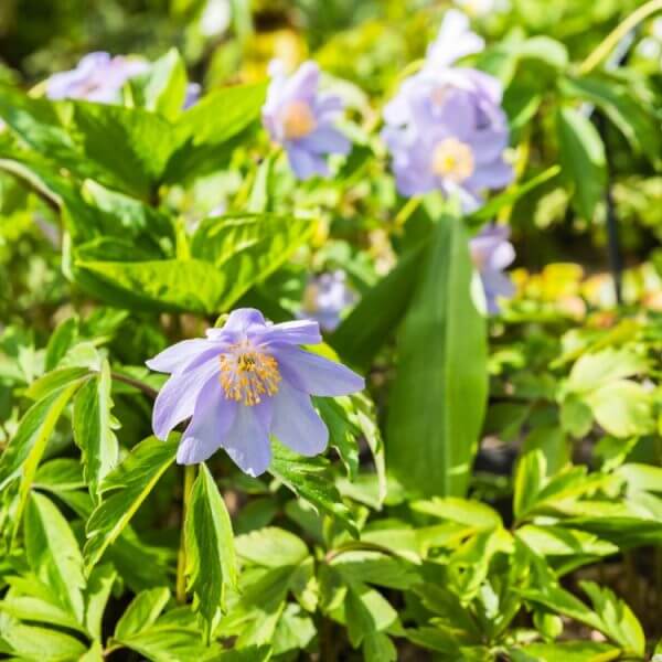Light purple flowers with yellow centres bloom among green leaves in a garden setting under bright sunlight.
