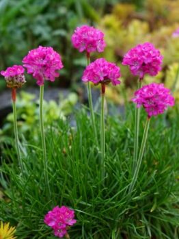 A cluster of Armeria 'Pink' Sea Thrift (Copy) blooms with bright pink flowers and slender green stems, standing out in a garden bed among other plants.