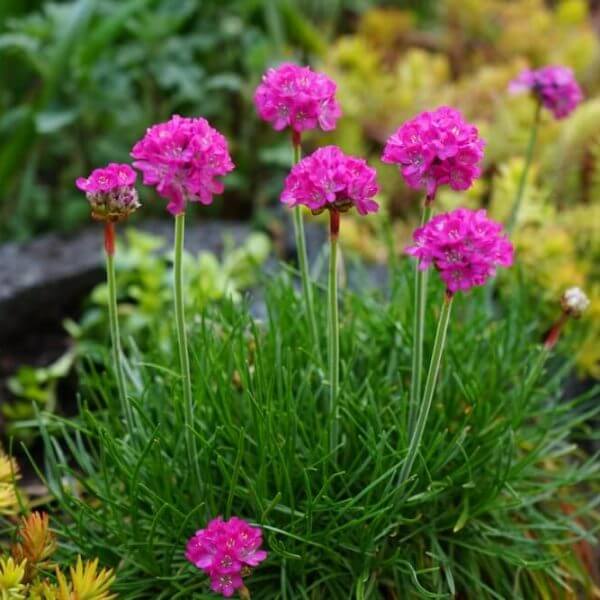 A cluster of Armeria 'Pink' Sea Thrift (Copy) blooms with bright pink flowers and slender green stems, standing out in a garden bed among other plants.