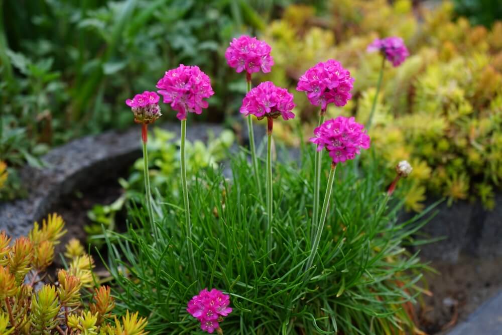 A cluster of Armeria 'Pink' Sea Thrift (Copy) blooms with bright pink flowers and slender green stems, standing out in a garden bed among other plants.