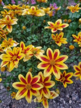 A cluster of yellow flowers with red star-shaped centres, resembling Bidens 'Stellar Orange' 6" Pot (Copy), surrounded by green foliage and soil.