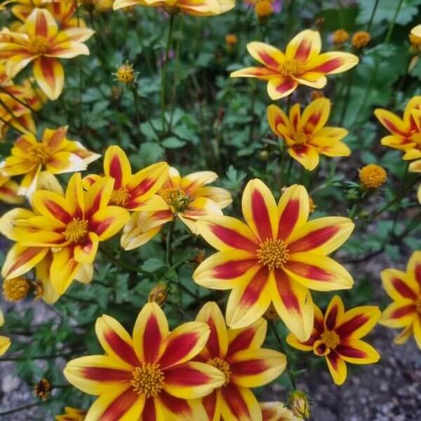 A cluster of yellow flowers with red star-shaped centres, resembling Bidens 'Stellar Orange' 6" Pot (Copy), surrounded by green foliage and soil.