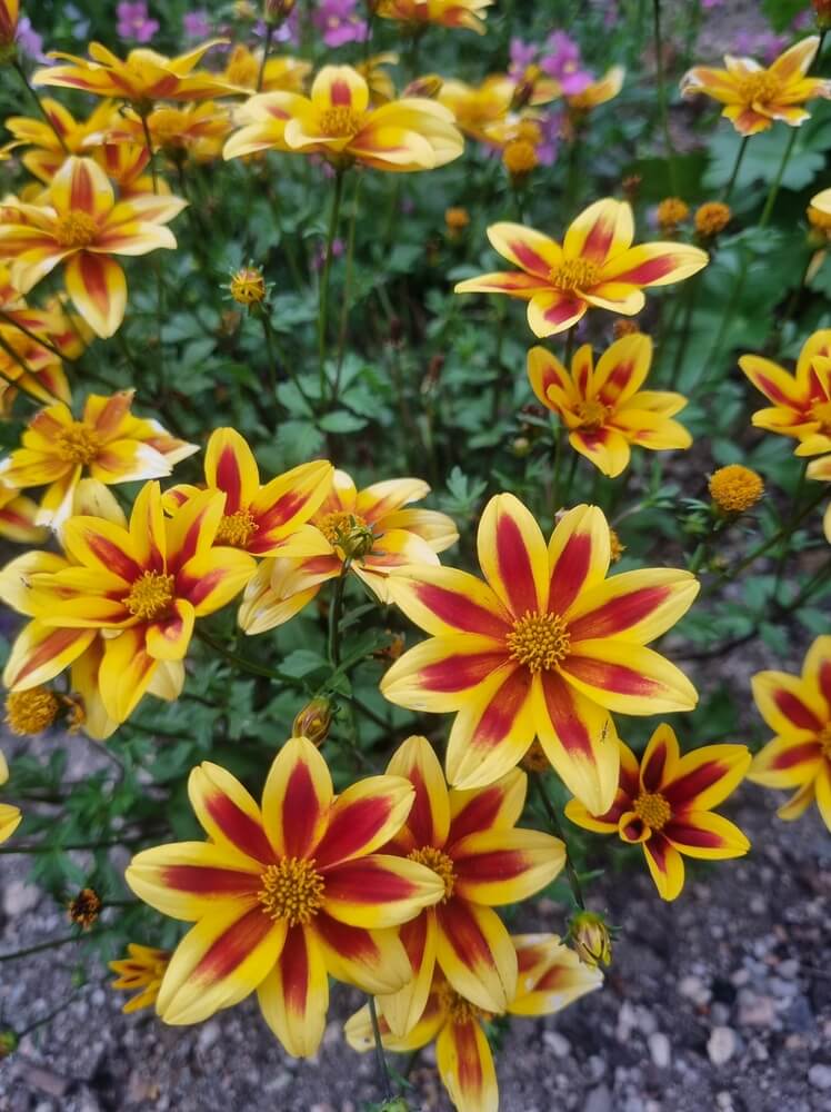 A cluster of yellow flowers with red star-shaped centres, resembling Bidens 'Stellar Orange' 6" Pot (Copy), surrounded by green foliage and soil.
