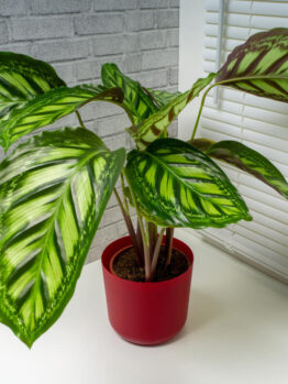 A Calathea 'Flame Star' in an 8" pot, featuring patterned leaves, is placed on a white surface by a grey brick wall and white window blinds.