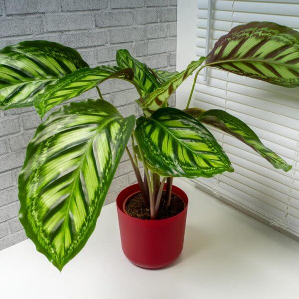 A Calathea 'Flame Star' in an 8" pot, featuring patterned leaves, is placed on a white surface by a grey brick wall and white window blinds.