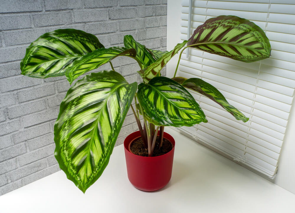 A Calathea 'Flame Star' in an 8" pot, featuring patterned leaves, is placed on a white surface by a grey brick wall and white window blinds.
