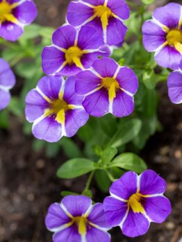 Calibrachoa 'Blue' 15cm Pot (Copy) features clusters of purple flowers with yellow and white centres, blooming amid lush green foliage.