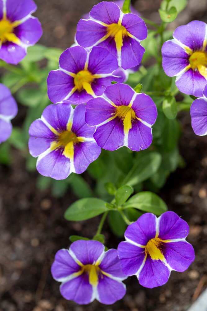 Calibrachoa 'Blue' 15cm Pot (Copy) features clusters of purple flowers with yellow and white centres, blooming amid lush green foliage.