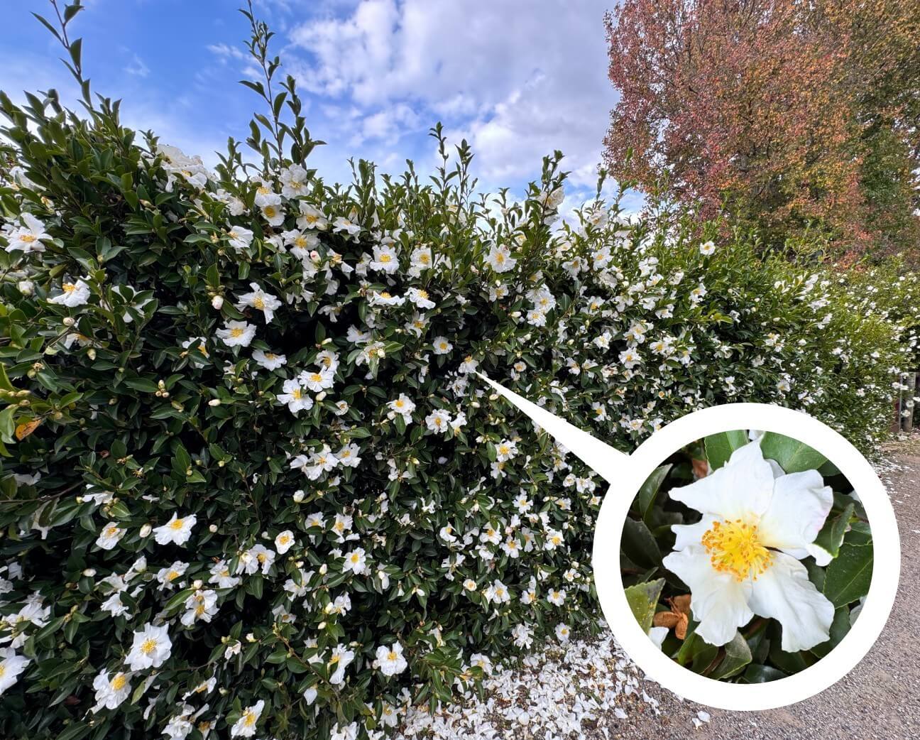 A hedge with many white flowers in bloom, with an inset showing a close-up of a single white flower with a yellow centre.