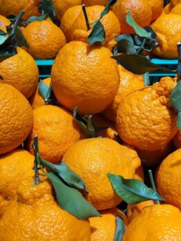 A vibrant citrus selection featuring a pile of Citrus 'Ponkanomi' Mandarin in a 13" pot with bumpy skin and green leaves, displayed in a green plastic crate next to Sugar Bubba Mandarins.