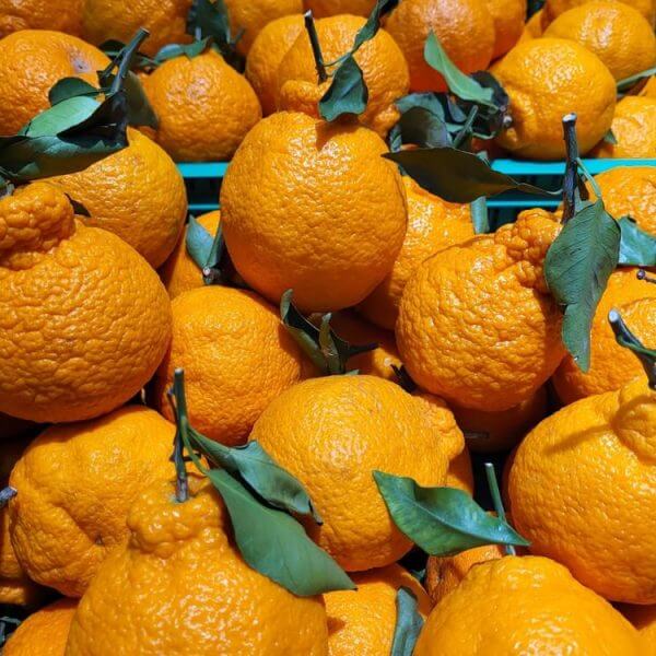 A vibrant citrus selection featuring a pile of Citrus 'Ponkanomi' Mandarin in a 13" pot with bumpy skin and green leaves, displayed in a green plastic crate next to Sugar Bubba Mandarins.