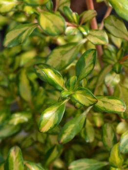 Close-up of a plant with glossy green leaves featuring lighter green and yellow variegation.