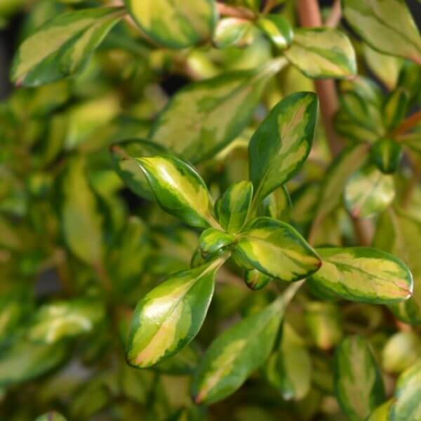 Close-up of a plant with glossy green leaves featuring lighter green and yellow variegation.