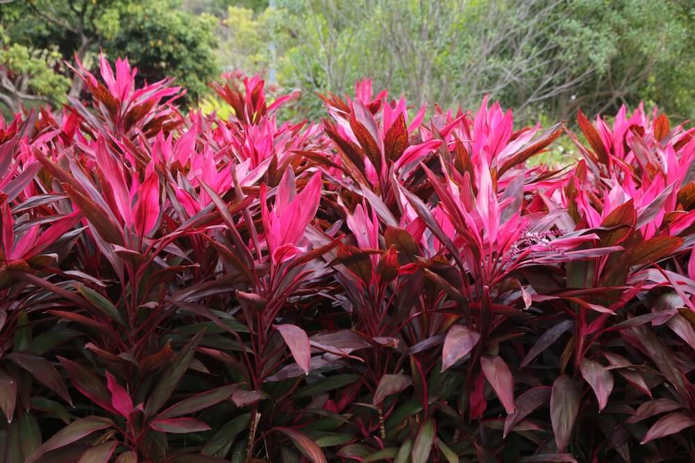 Dense cluster of red and pink tropical foliage plants with green trees in the background.