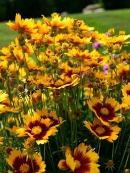 Coreopsis 'Solanna™ Sunset Burst' blooms in a 15cm pot, surrounded by other colourful flowers in a garden with grass and trees in the background.