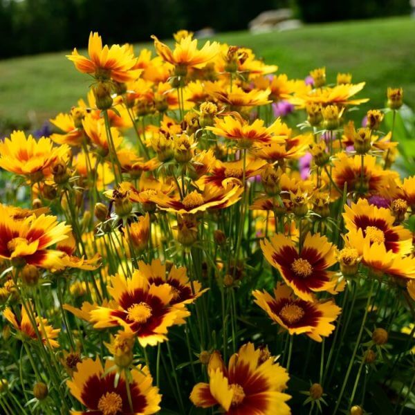 Coreopsis 'Solanna™ Sunset Burst' blooms in a 15cm pot, surrounded by other colourful flowers in a garden with grass and trees in the background.