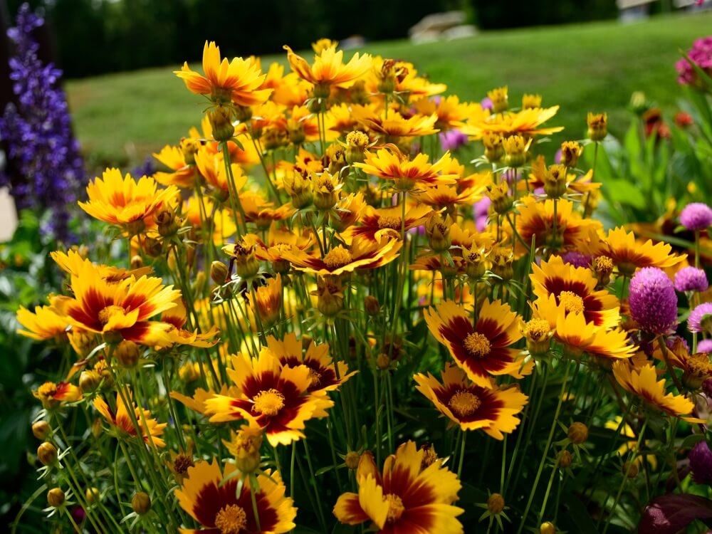 Coreopsis 'Solanna™ Sunset Burst' blooms in a 15cm pot, surrounded by other colourful flowers in a garden with grass and trees in the background.