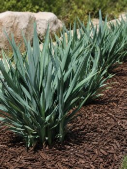 A row of green, spiky-leaved Dianella 'Summer Rev™' Flax Lily grows in a mulched garden bed with rocks and grass nearby. The 15cm Pot is perfect for refreshing your summer garden.