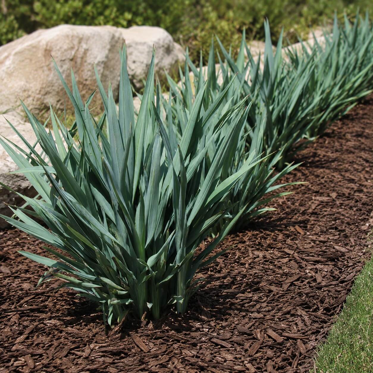 A row of green, spiky-leaved Dianella 'Summer Rev™' Flax Lily grows in a mulched garden bed with rocks and grass nearby. The 15cm Pot is perfect for refreshing your summer garden.
